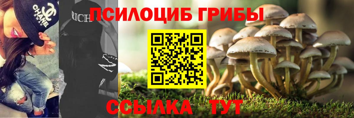 Псилоцибиновые грибы Psilocybe Сафоново